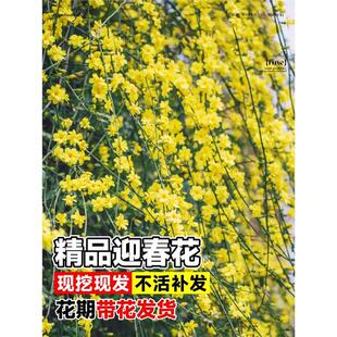 迎春花树苗庭院探春花盆栽高产连翘攀援爬藤垂吊类花卉园林绿化苗