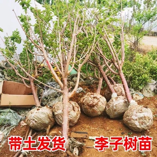 特大蜂糖李子树苗三华脱骨清脆李果苗盆栽地栽南北方种植西梅树苗