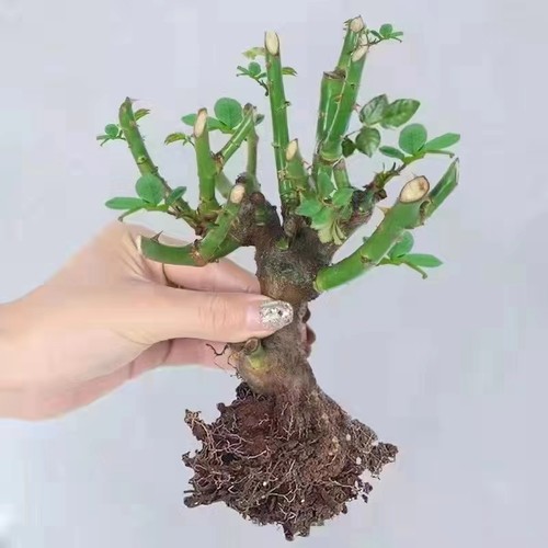 5年月季老桩玫瑰老桩花苗大花浓香四季花卉绿植阳台庭院 盆栽地栽