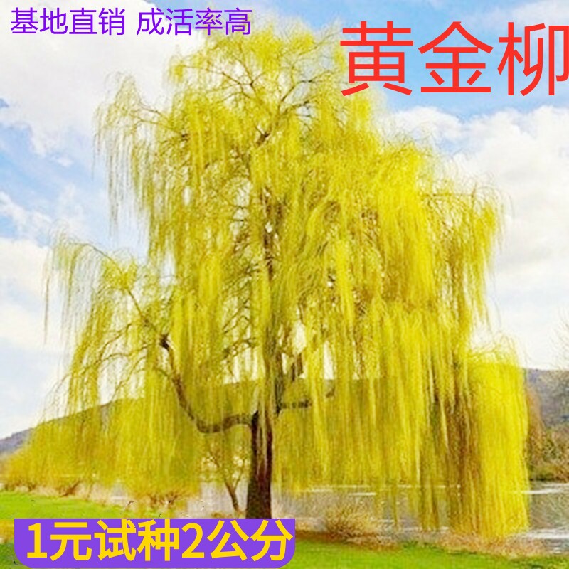 黄金柳 金丝垂柳 垂柳小苗 柳树枝条 垂杨柳树苗垂柳苗竹柳树苗