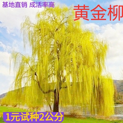 黄金柳 金丝垂柳 垂柳小苗 柳树枝条 垂杨柳树苗垂柳苗竹柳树苗