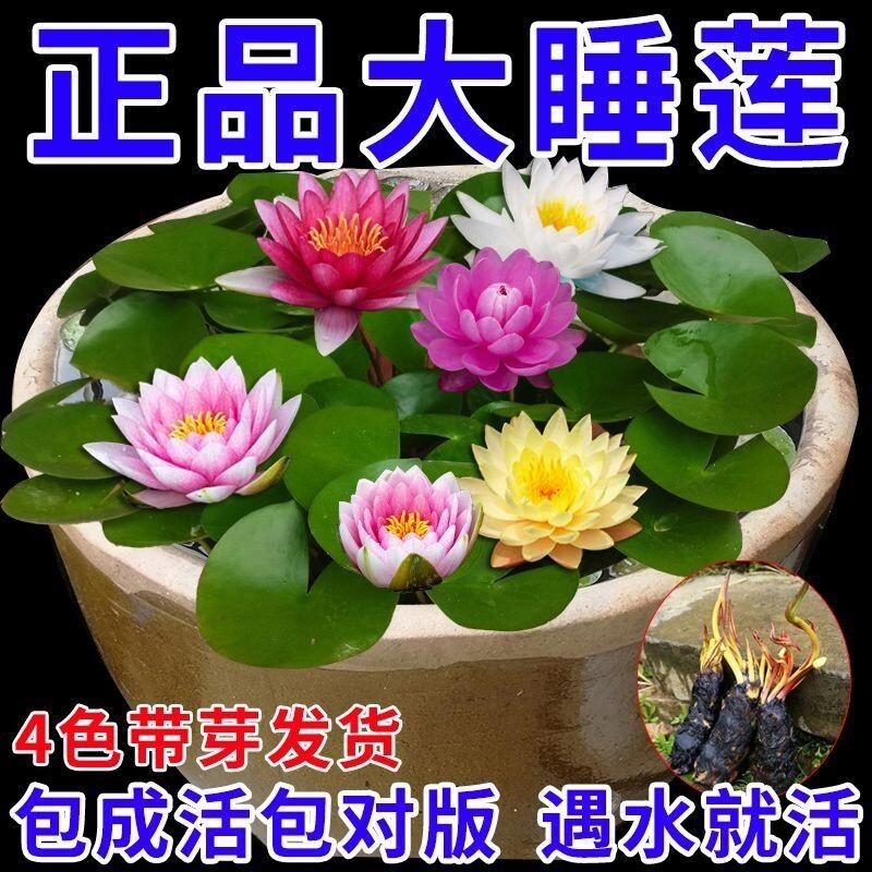 就活池塘睡莲花七彩睡莲根块四季
