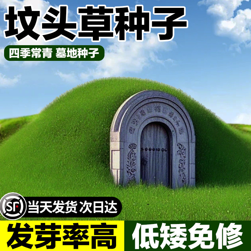 坟头草籽响铃草籽长镰草籽坟地清明草籽多年生坟头绿化多年生草籽
