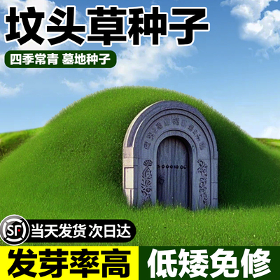 坟头草籽响铃草籽长镰草籽坟地清明草籽多年生坟头绿化多年生草籽