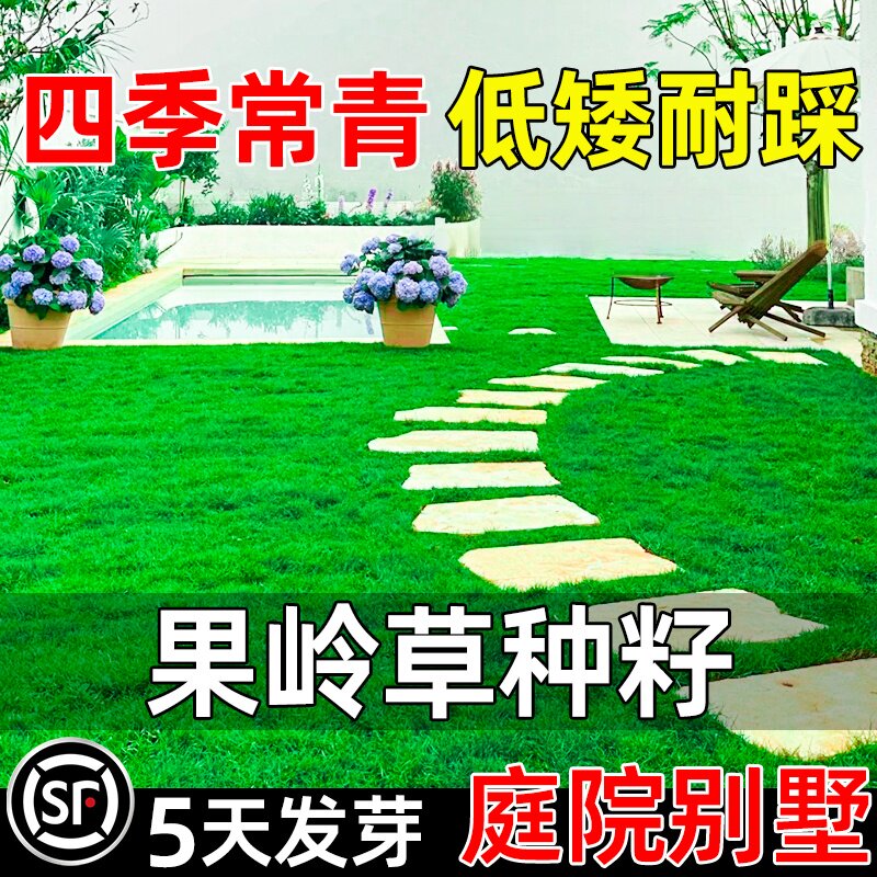 进口矮生果岭草绿化草坪草籽四季青庭院小区护坡耐寒免修剪草种子