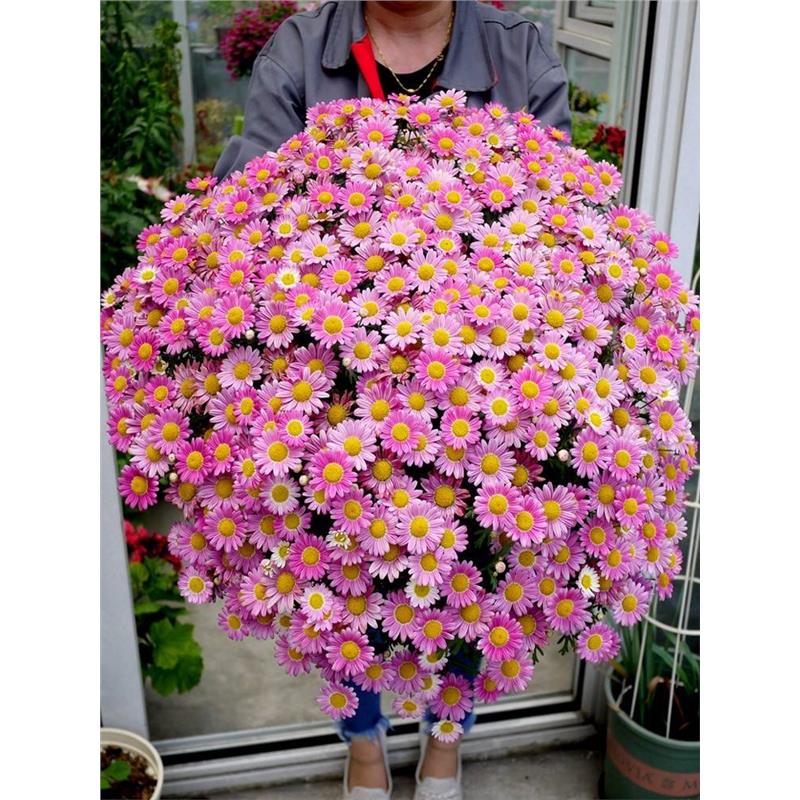 玛格丽特花籽子四季种易种活太阳花小雏菊非洲菊种孑庭院花种籽图片