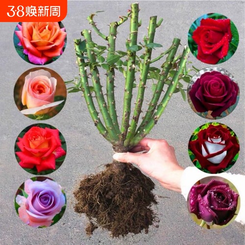 玫瑰花树苗老桩月季花苗老根特大花盆栽多色室内外庭院四季开蔷薇