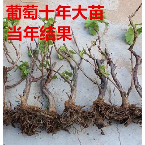巨峰葡萄苗大苗果树果苗爬藤特大无核葡萄树苖南北方种植当年结果