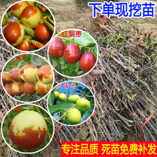 枣树活苗大枣超甜冰糖嫁接苗南北方大树特大冬枣葫芦枣蟠枣树果苗