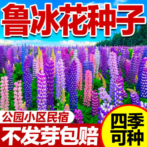 鲁冰花种子四季花开不断易种活耐寒耐热多年生宿根花卉羽扇豆种子