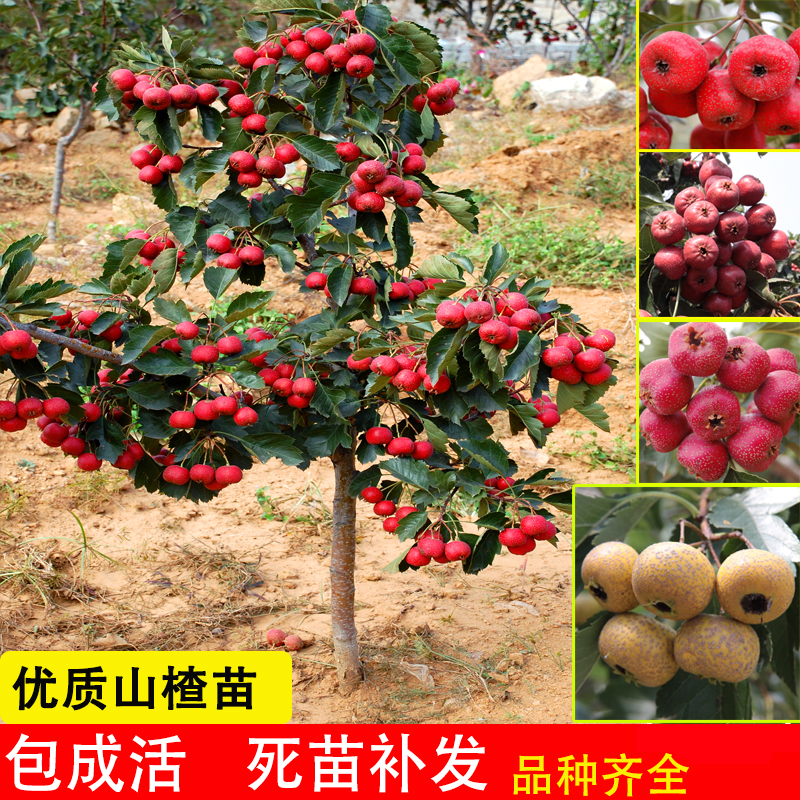 山楂树活苗大五棱金星嫁接矮化南方北方种植盆栽地栽甜当年结果苗