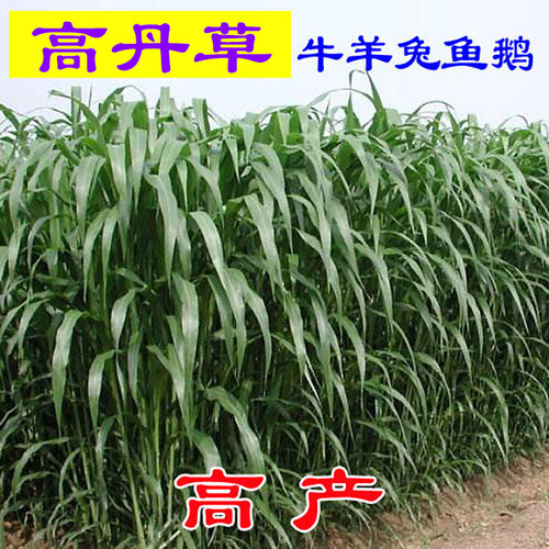 进口牧草高丹草苏丹草草籽种子四季高产鸡鸭鹅牛羊鱼畜牧养殖饲料