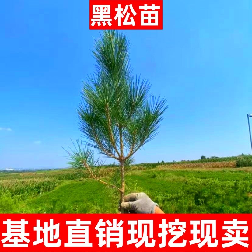 黑松树苗松树小苗庭院四季常青园林荒山绿化占地油松树苗盆景苗木