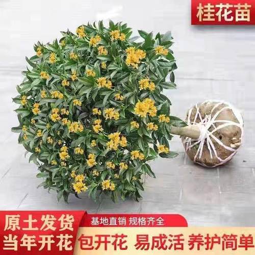 桂花树苗桂花苗盆栽金桂四季桂室内外浓香型阳台花卉绿植庭院盆景