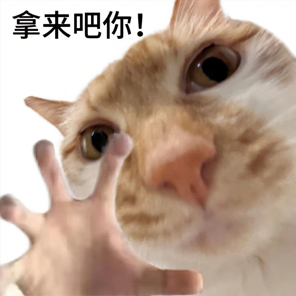 清仓 BBIA 方块单色修容新色10号11号灰调石灰鼻影立体显色持久