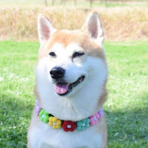 猫狗项圈柴犬柯基金毛泰迪狗狗