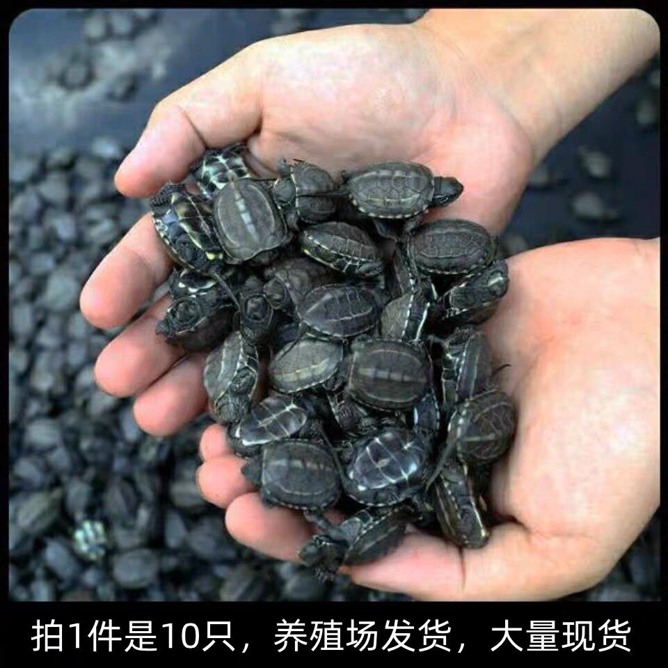 中华草龟萌宠网红活物呆萌儿童礼物自然越冬好养活