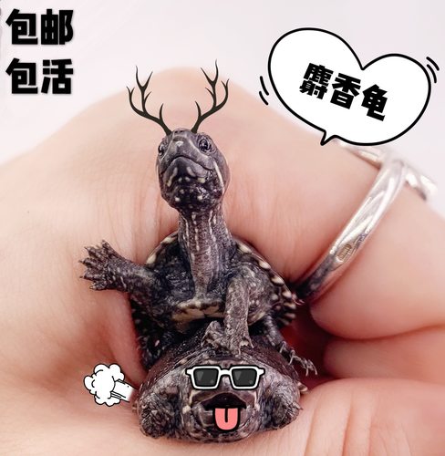 公麝香龟蛋龟剃刀巨头果核红面杂食萌宠迷你 - 封面