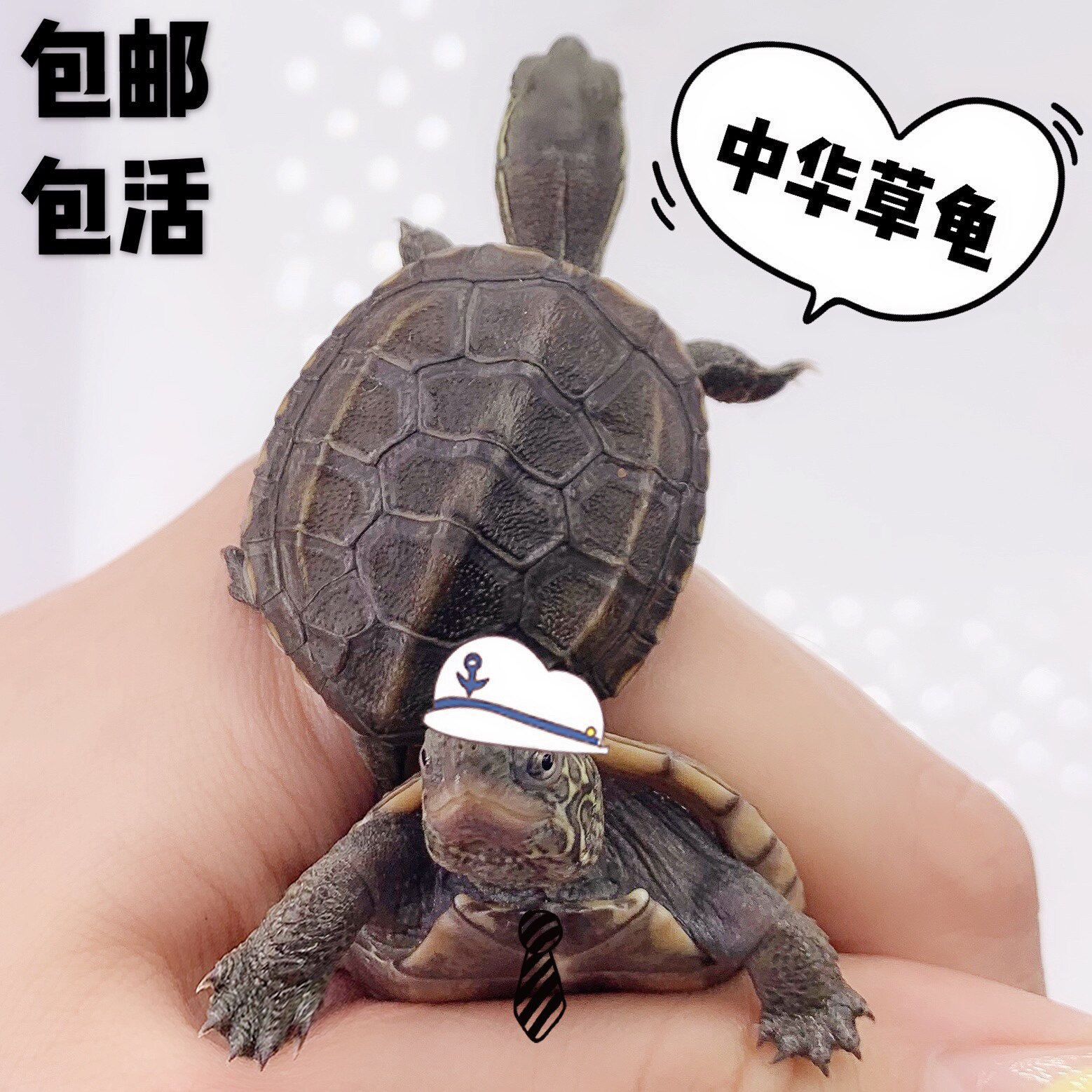 秒杀金线草墨龟中华草龟