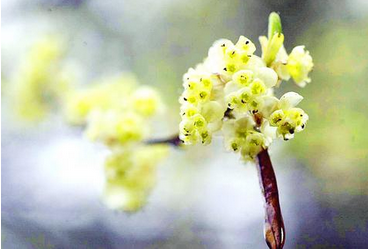 野生山苍子精油山鸡椒精油木姜子大山深处蒸馏法芳香泌美芳觉原料