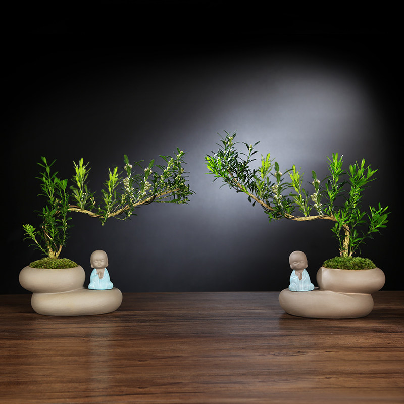 黄杨盆景植物老桩文竹盆栽办公室内花卉绿植好养活四季常青盆栽