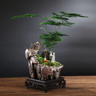 文竹盆栽植物室内好养易活六月雪盆景绿植客厅花卉四季常青净化