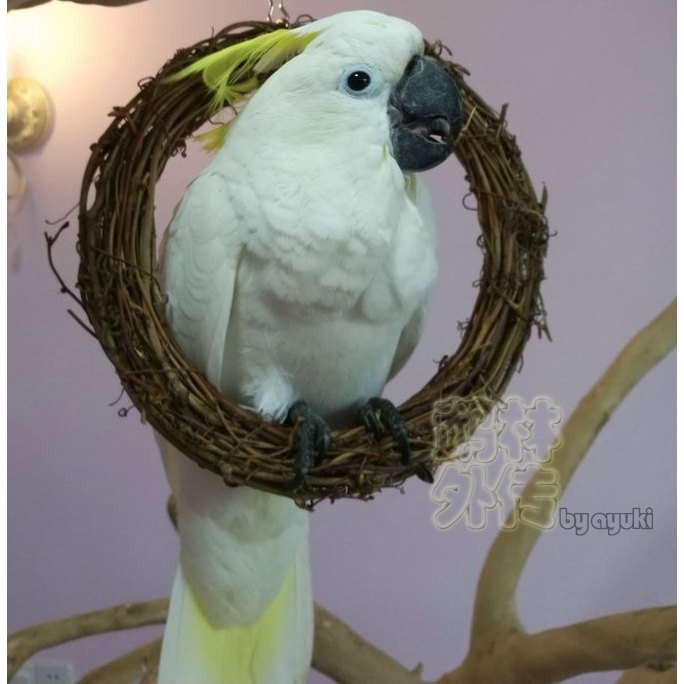 鹦鹉用品用具藤制藤编秋千套环玄凤牡丹啃咬训练宠物鸟玩具推荐,宠物/宠物食品及用品,鸟玩具,淘宝优惠券,粉丝福利购,淘宝优惠卷