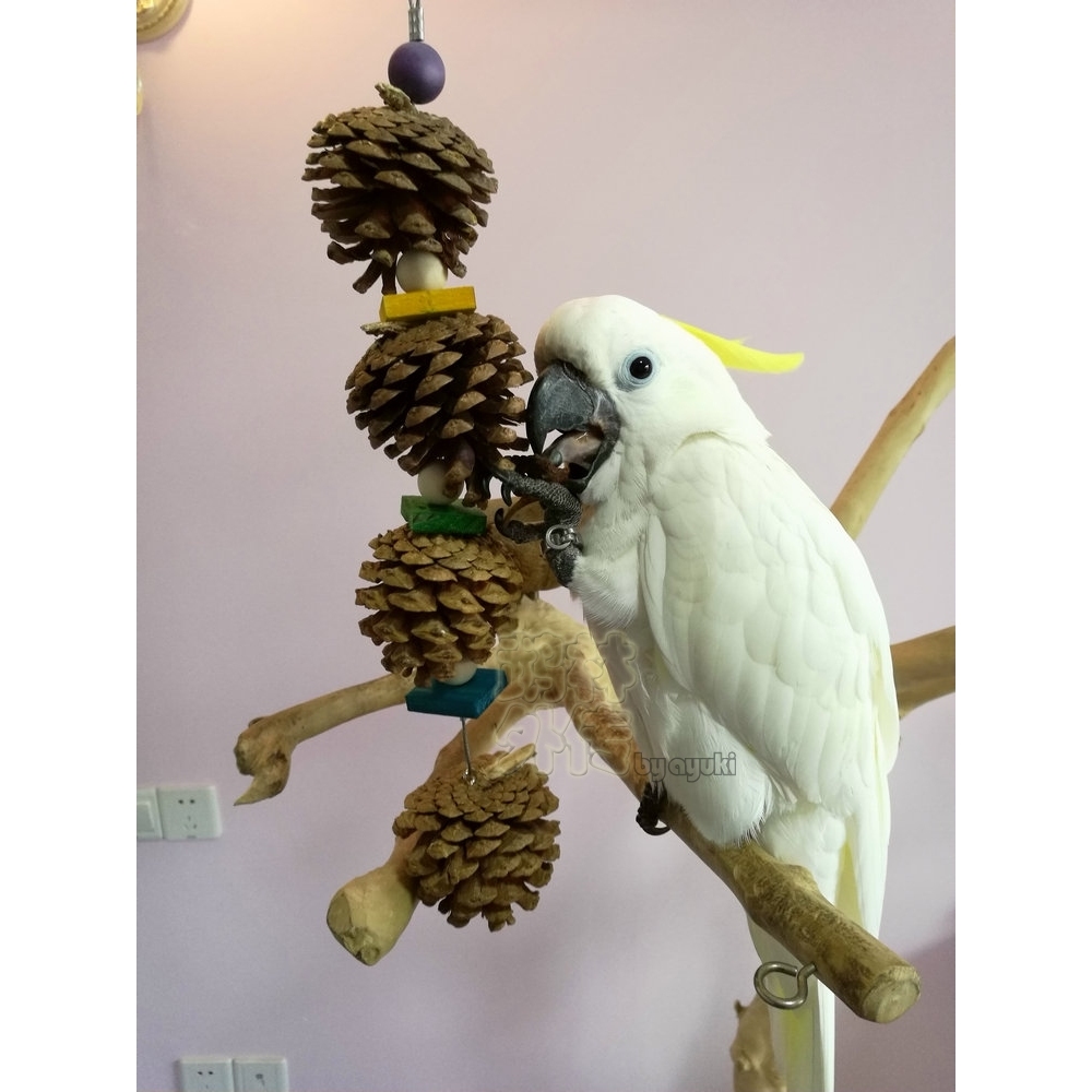 鹉林外传解闷鹦鹉玩具啃咬磨嘴