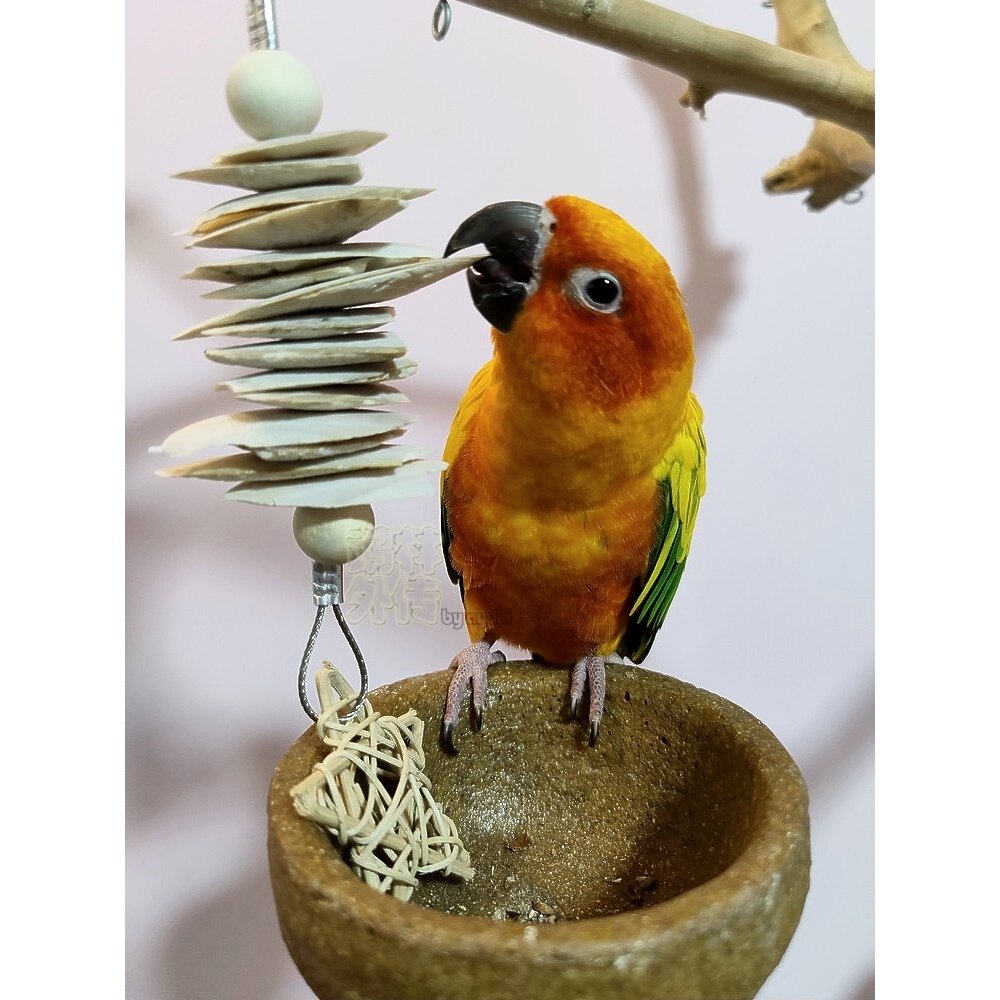 店主推荐鹦鹉补钙用品墨鱼骨磨嘴啃咬玩具绿色安全玄凤金太牡丹,宠物/宠物食品及用品,鸟玩具,淘宝优惠券,粉丝福利购,淘宝优惠卷