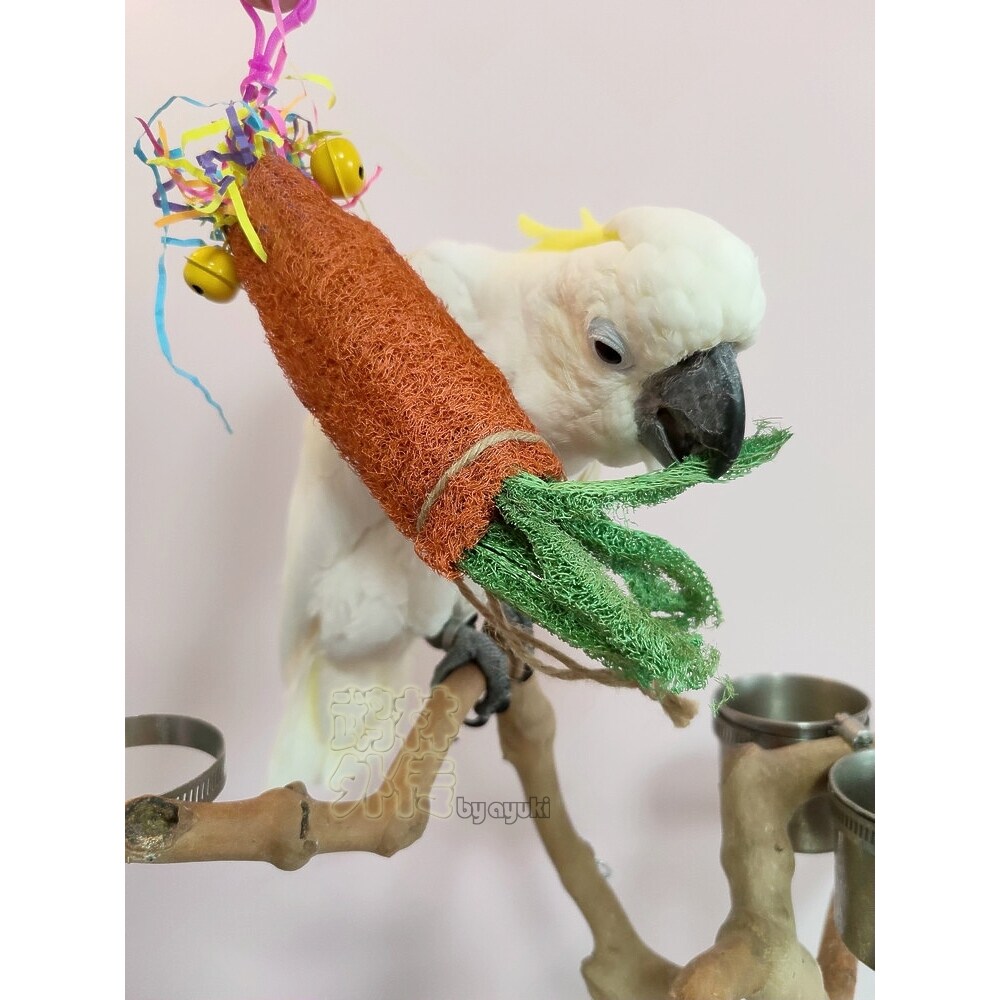 新品推荐 鹦鹉益智啃咬玩具 撕纸鱿鱼丝瓜胡萝卜金太玄凤牡丹用品,宠物/宠物食品及用品,鸟玩具,淘宝优惠券,粉丝福利购,淘宝优惠卷