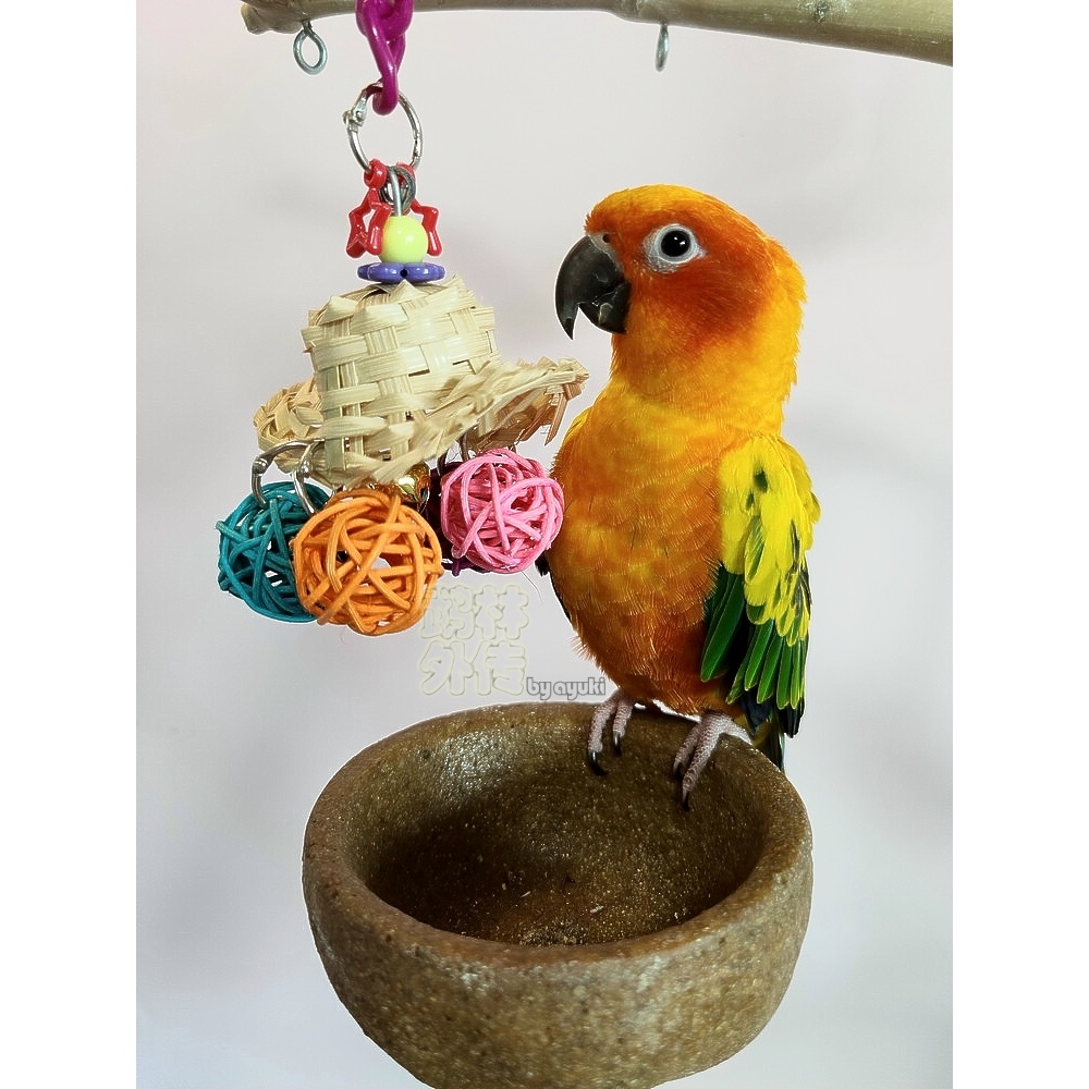 鹉林外传益智鹦鹉玩具啃咬解闷