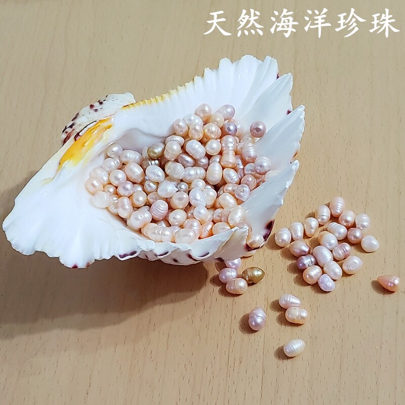 天然海洋珍珠贝散装贝壳超大海螺大贝壳大夜光螺鱼缸造景贝壳摆件