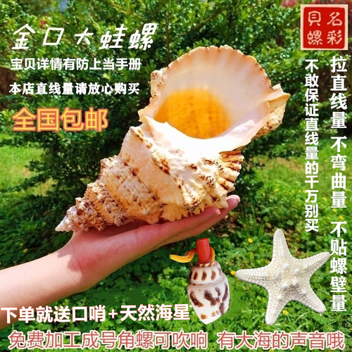 天然珊瑚素材模板 天然珊瑚图片下载 小麦优选