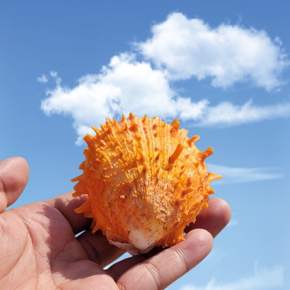 天然黄金海菊蛤超大巨型贝壳海螺海星标本收藏鱼缸造景送生日礼物