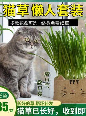 已种好清洁口腔猫草