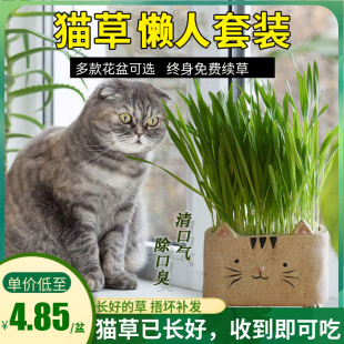 猫草已种好成品去毛球清洁口腔猫零食调理肠胃盆栽猫咪用品