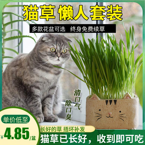 已种好清洁口腔猫草