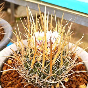 西西米园艺  日本输入优选叛逆喷泉刺强刺仙人球振武玉种子阳台