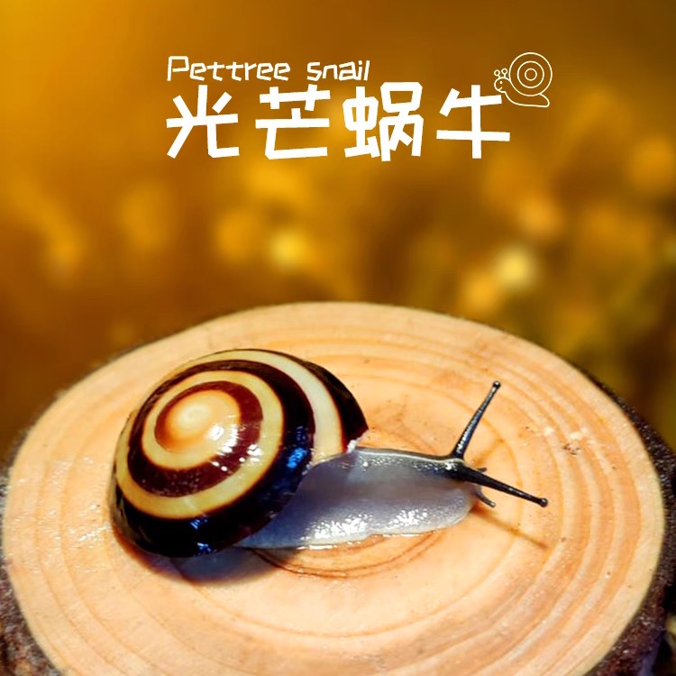 古巴光芒蜗牛宠物陆贝树蜗牛活体儿童学生科学实验观察教学套装