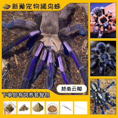 下单即送饲养套餐捕鸟蛛巨人蜘蛛