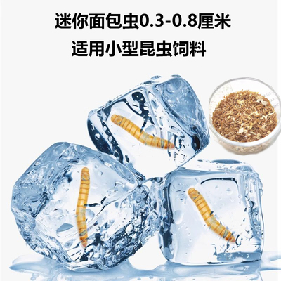 面包虫活体跳蛛螳螂饲料