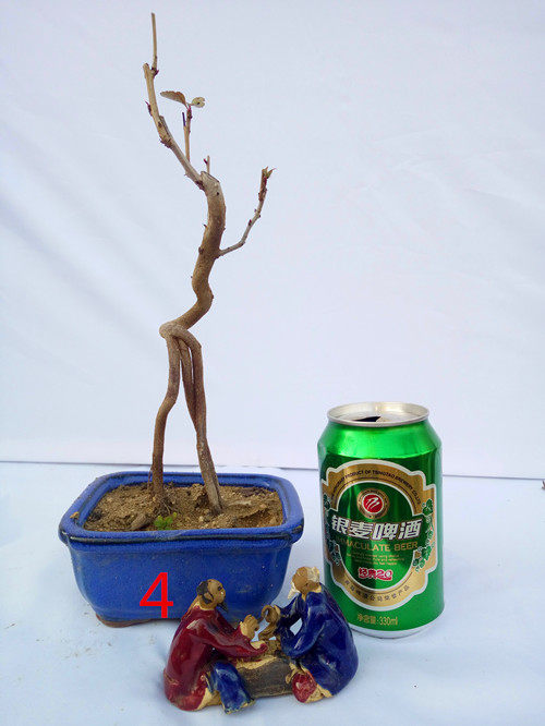 miniature " bonsai desk Boutique Small bonsai bonsai Boutique Pocket bonsaiin the Flower delivery/Flowers simulation/Plants gardening , Creative mini-plant  category - from Buy2taobao.com to provide professional Taobao agent buy service