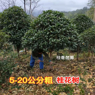 桂花树苗丛生高杆低分枝大树8八月金桂丹桂四季桂开花盆栽地栽