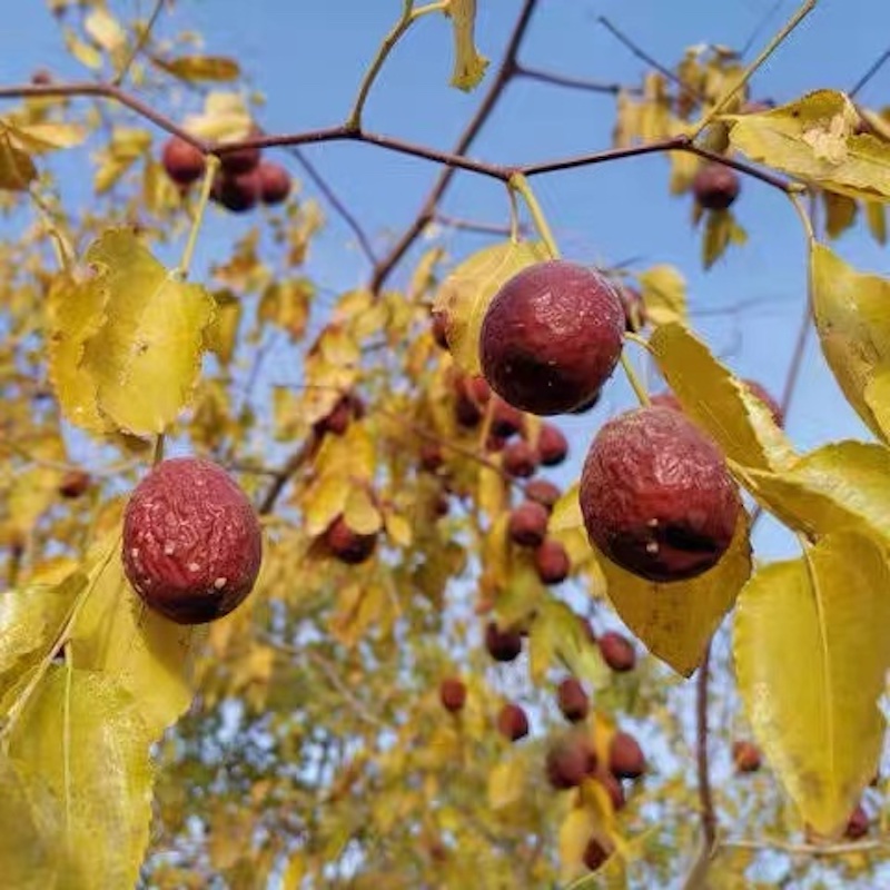 冬月吊干枣晒干红枣大枣