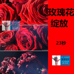 鲜艳红玫瑰花花朵鲜花逐渐枯萎实拍视频素材延时摄影