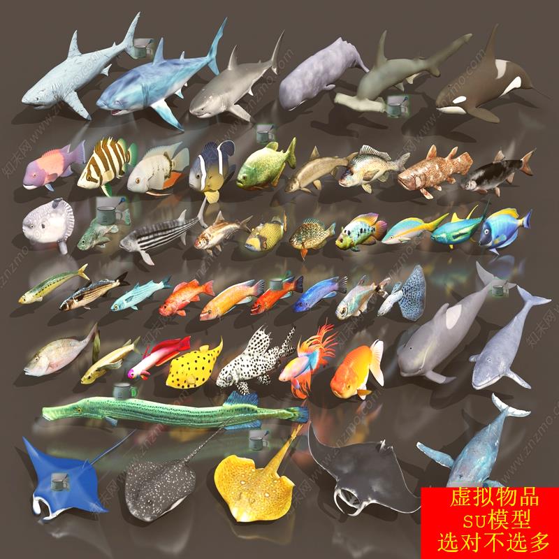 SU模型 水生动物鱼鲨鱼鲸鱼热带鱼海洋鱼类魔鬼鱼孔雀鱼