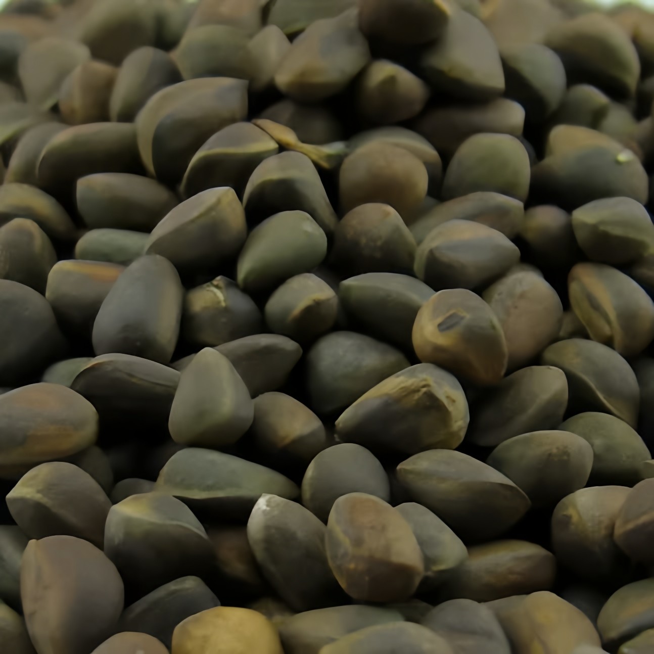 新货松树子小松子马尾松大兴安岭野生包邮生松子可盐水煮