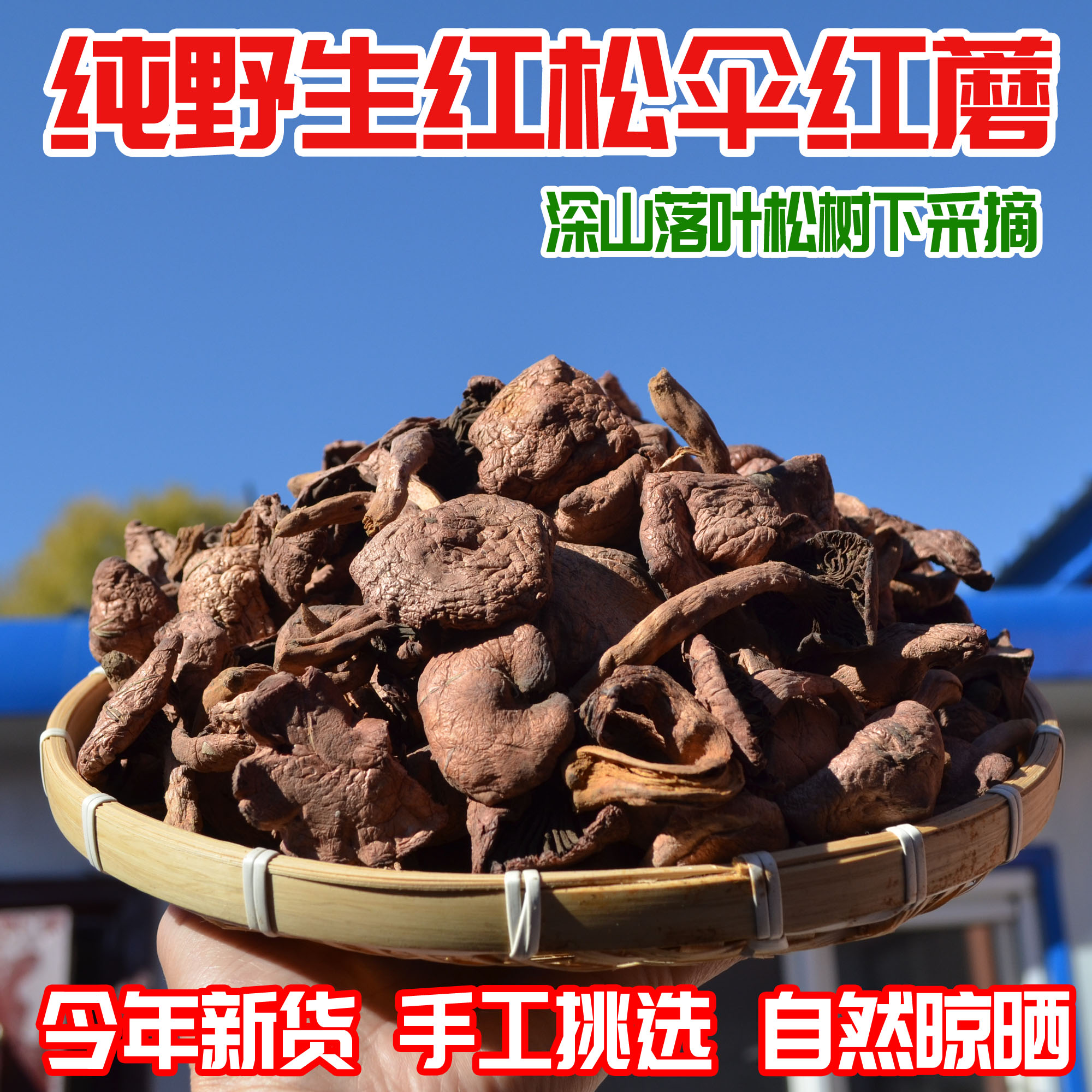 东北鸡血蘑菇特产肉蘑丁