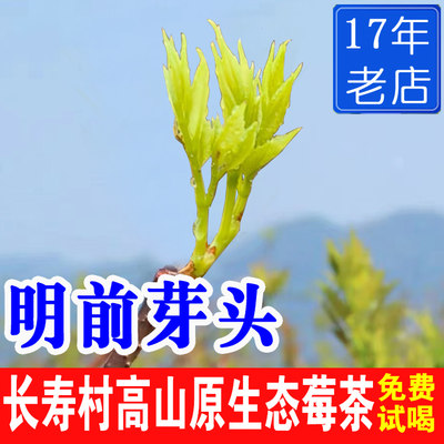 张家界长寿村龙须芽尖明前莓茶