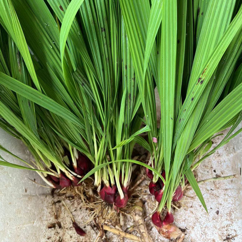 现挖鲜小红蒜根1斤中药材滋补红葱通鼻小红蒜红葱头百步还阳血葱